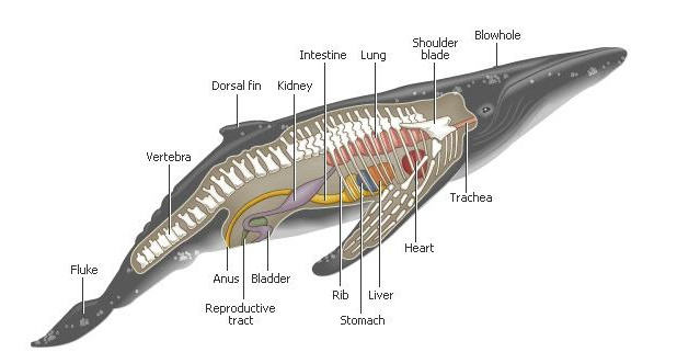 鲸鱼是怎么排泄的？