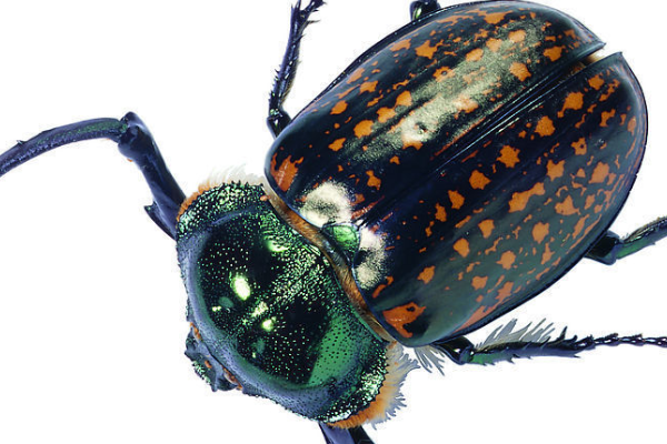 请列举常见的甲虫种类以及图片