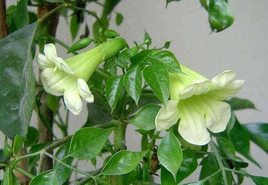 树萝卜的养殖方法和注意事项