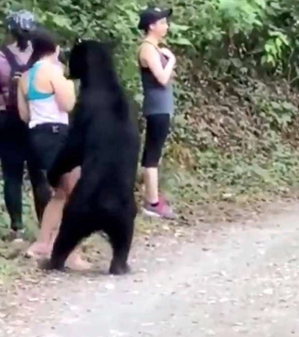 女子路遇野生黑熊被抱住淡定自拍，这是怎么回事?