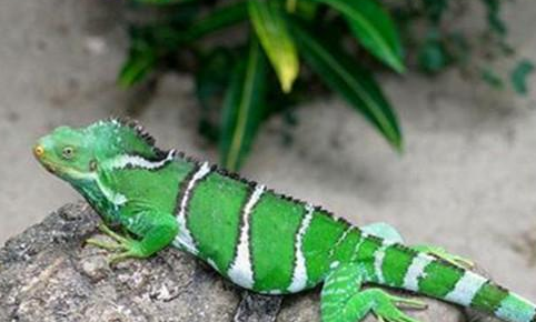 斐济鬣蜥很贵吗