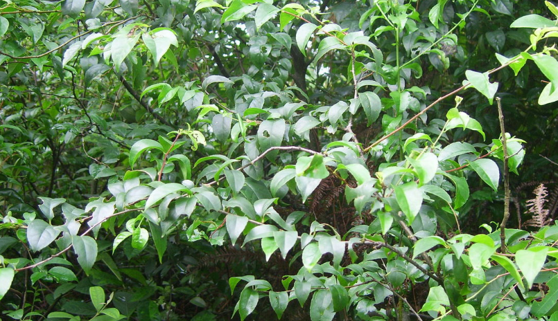 金包银是什么意思