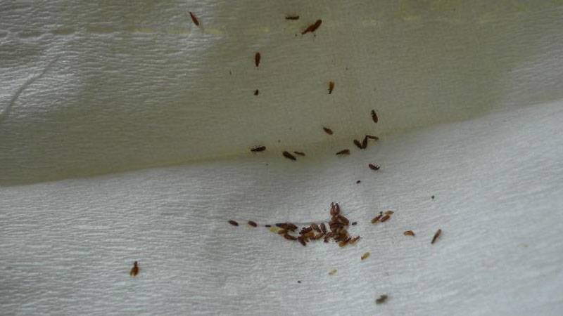 跳蚤怕什么东西