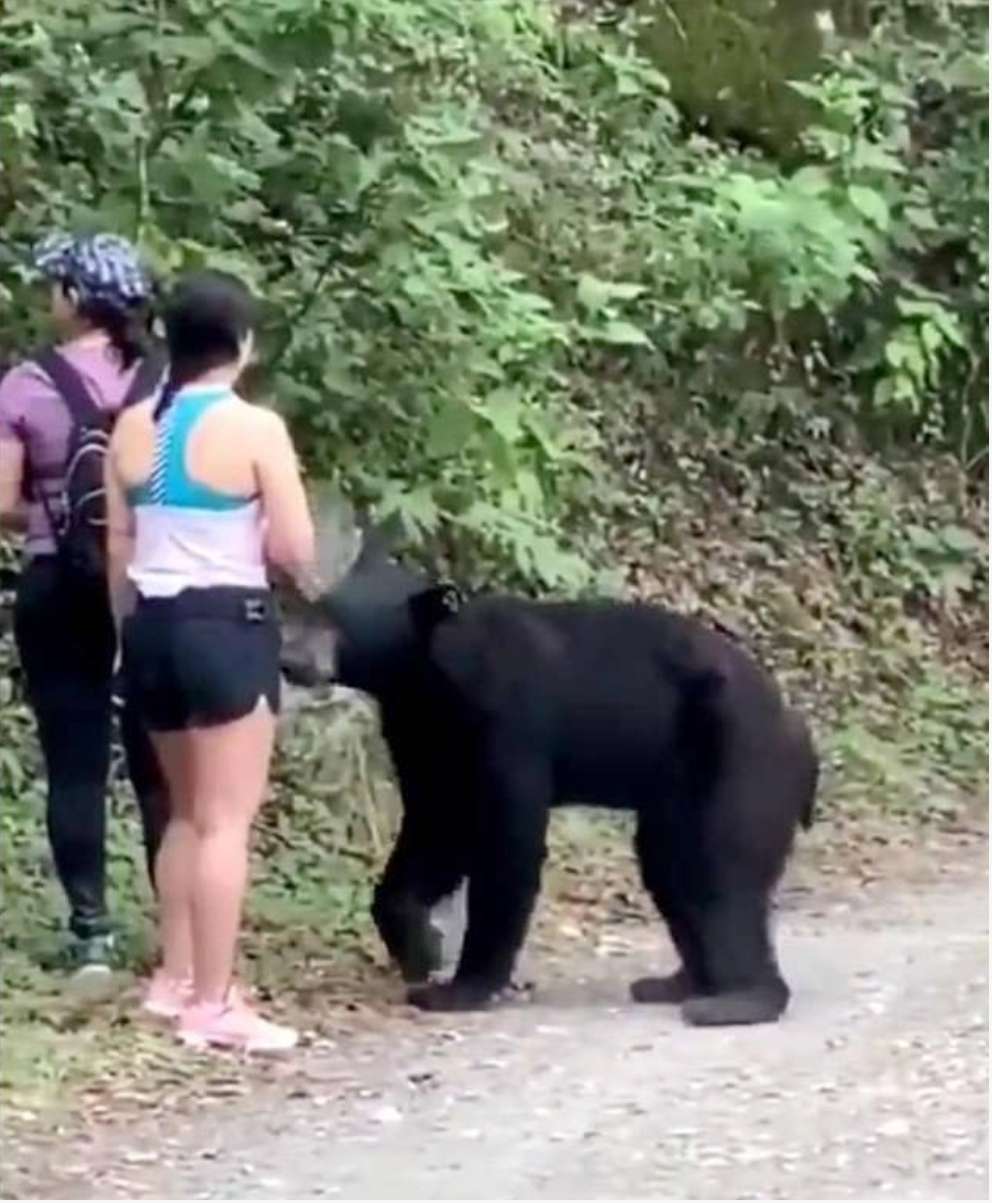女子路遇野生黑熊被抱住淡定自拍，这是怎么回事?
