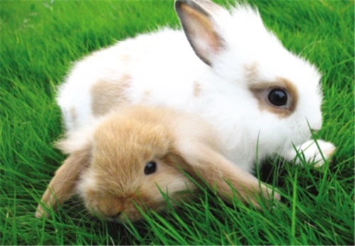 侏儒海棠兔好养吗?在饲养时新手需要注意哪些要点?