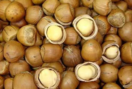 榛子是什么东西？