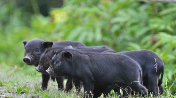 现代化养猪场生产模式有哪些呢？