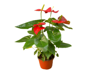 去甲醛,用甲醛除味剂有用吗