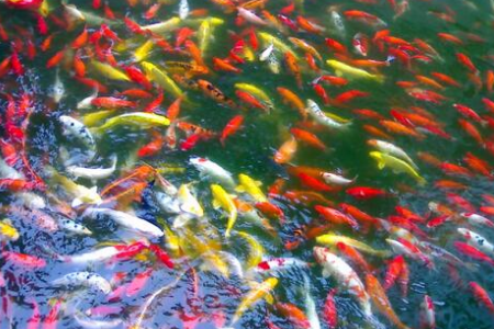 比比皆是的意思是什么？