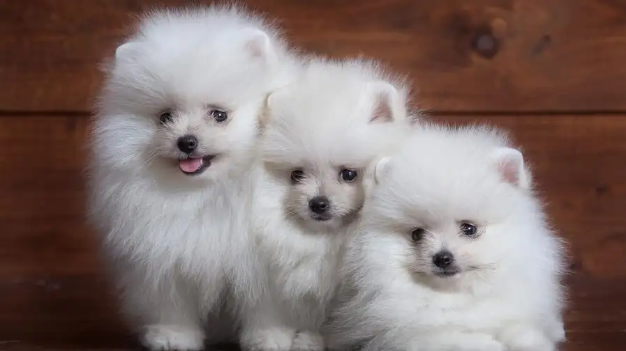 河南一男孩厉害了，坐在狗狗身上排队做核酸，你是否有过类似的经历？