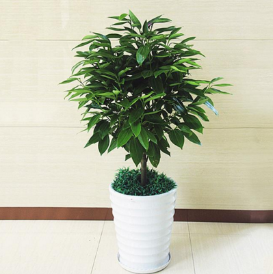 哪些植物夜间释放氧气？