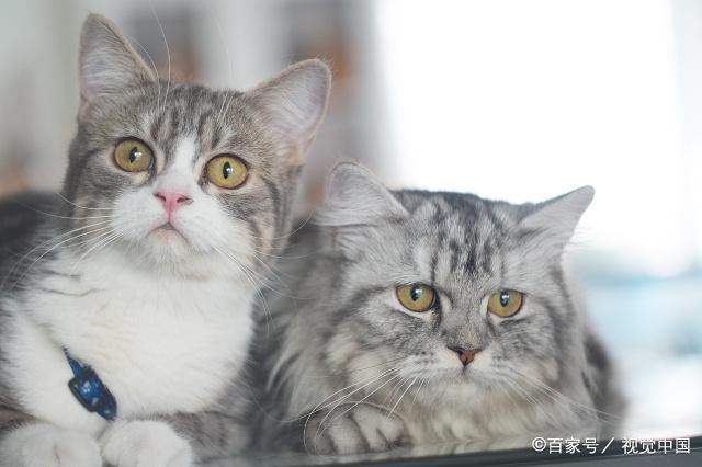 猫爪必须在上的说法有科学依据吗?