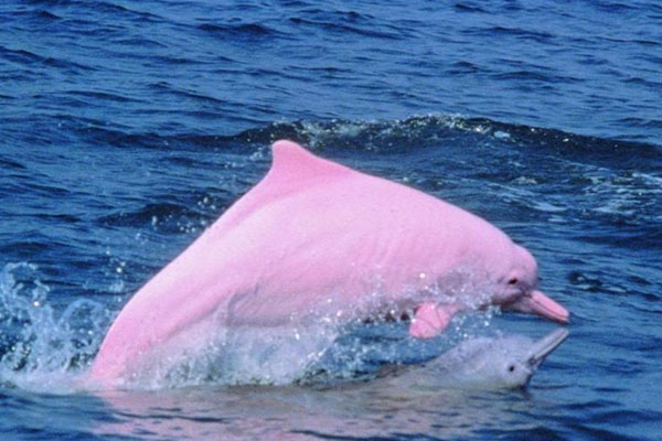 新加坡现粉色海豚，此类海豚的生活习性是怎样的？