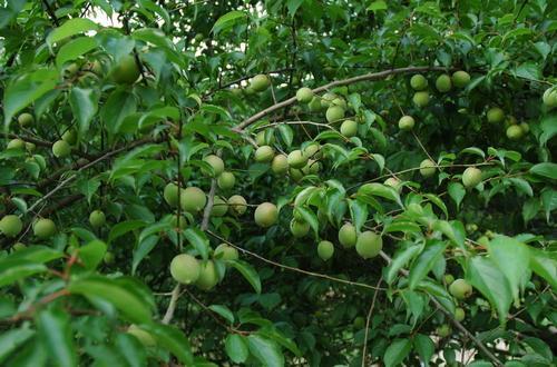 青梅木瓜汤有用吗?