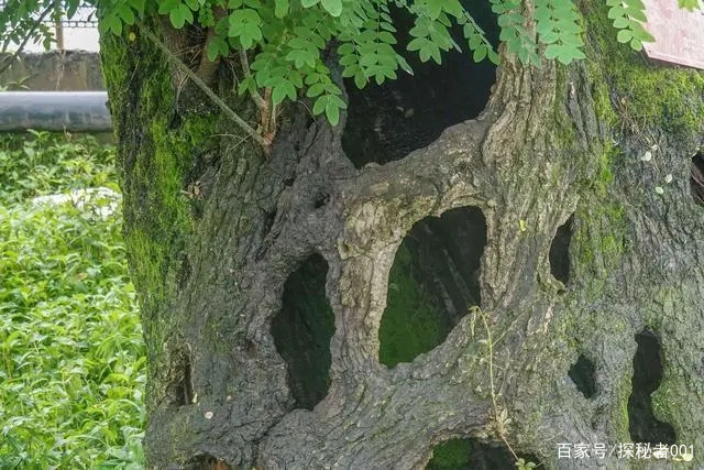 河南地表最高温74℃,南京树木自燃烧断根,为何如此反常?