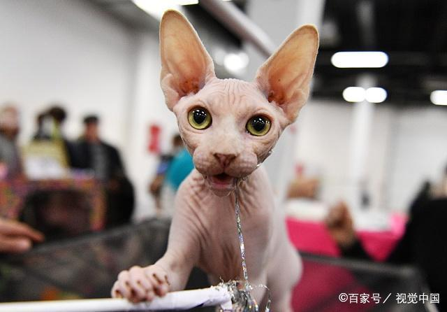 猫爪必须在上的说法有科学依据吗?