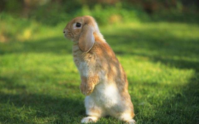 如何正确饲养宠物兔?