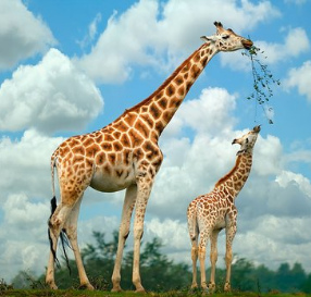 全球最矮的长颈鹿仅高3米,侏儒症是否会缩短它们的寿命?