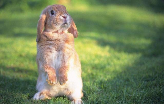 如何正确饲养宠物兔?