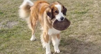 和狗有关的电影有哪些？