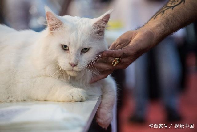 猫爪必须在上的说法有科学依据吗?