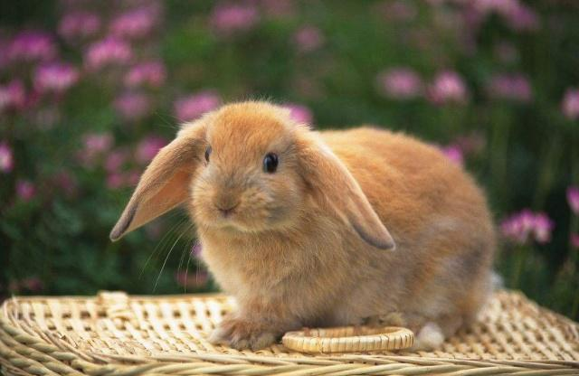 如何正确饲养宠物兔?