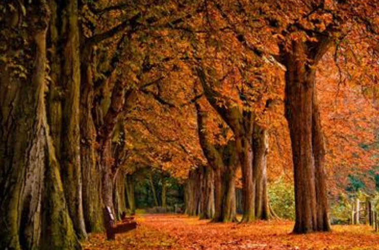 有关秋天的资料