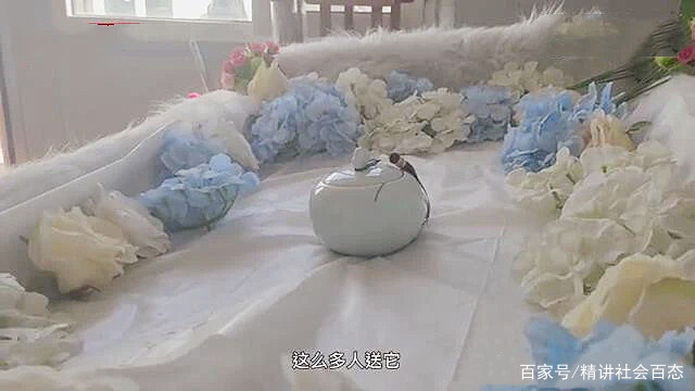 太原虐猫事件：200多人给虐猫男订花圈，被客服劝退，后来怎么样了？