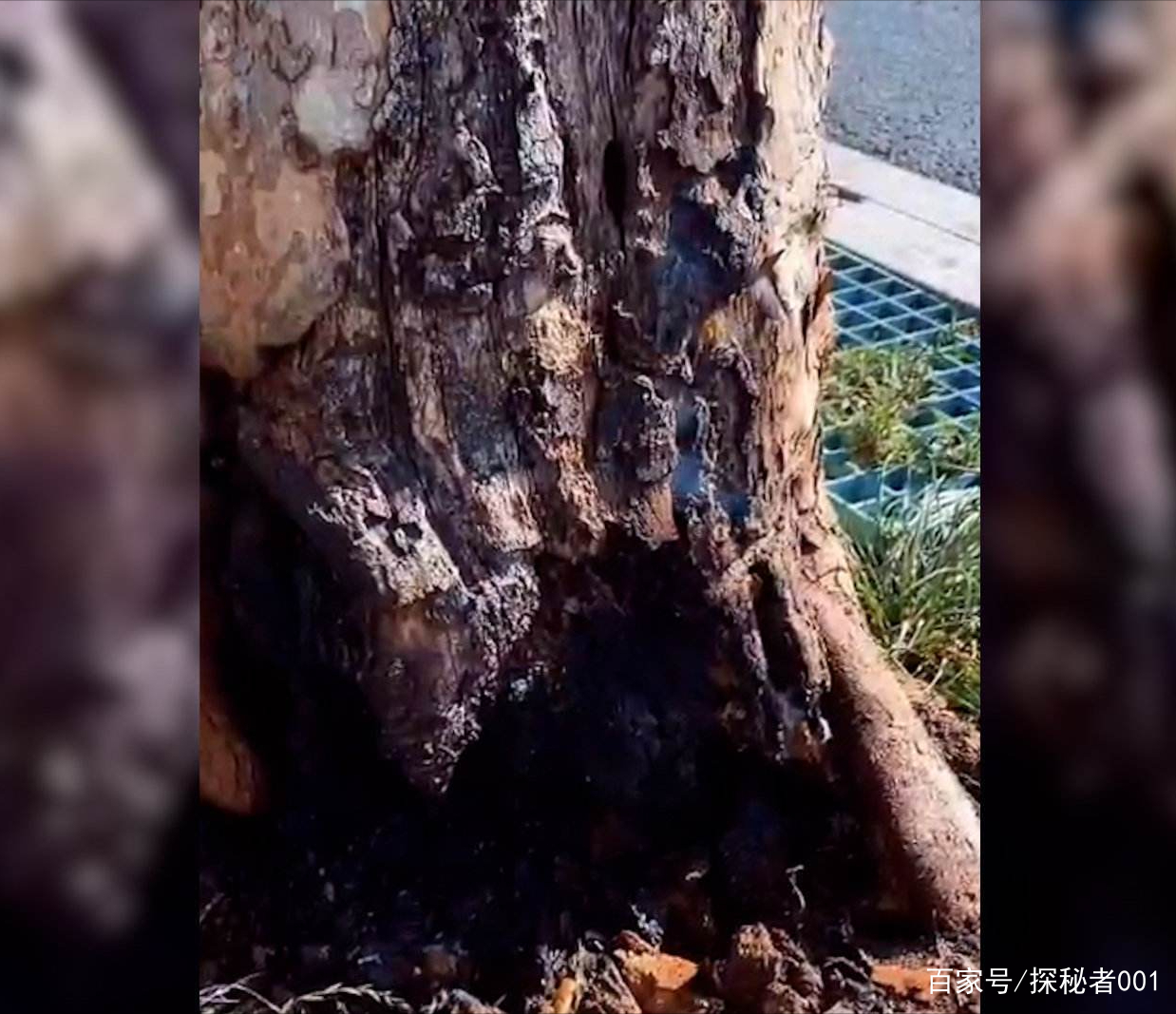 河南地表最高温74℃,南京树木自燃烧断根,为何如此反常?