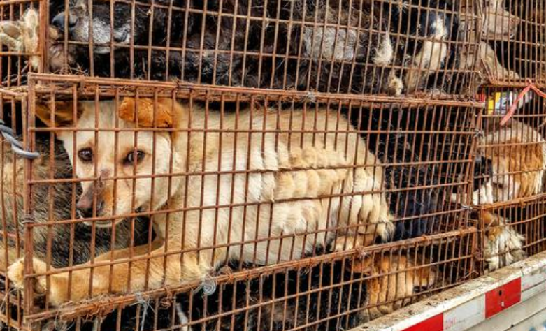 中国立法禁止吃狗肉