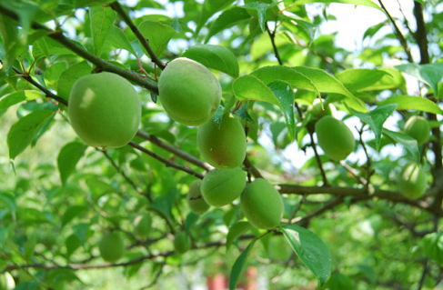 青梅木瓜汤有用吗?