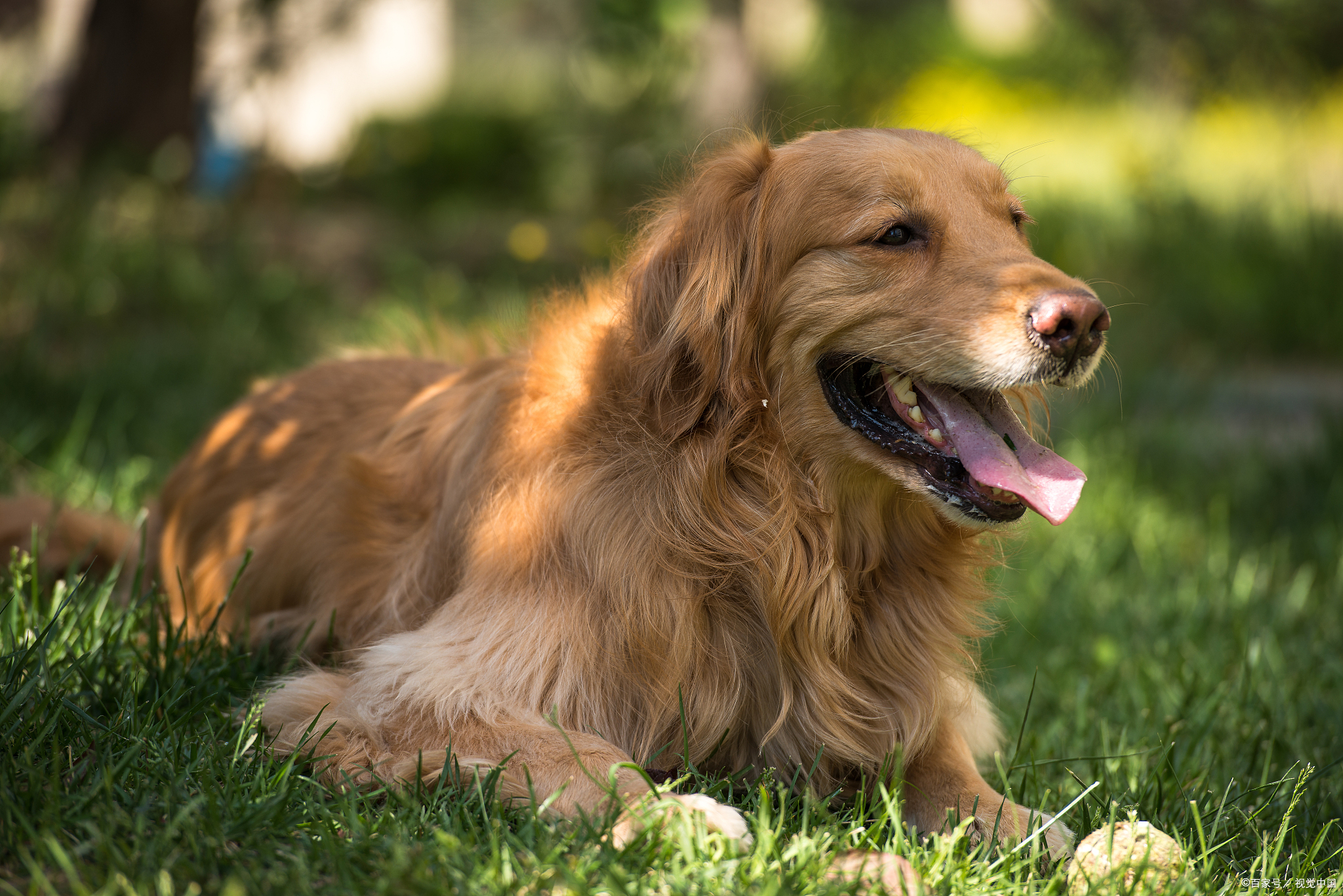 宠物店里面金毛一般多少钱一只？