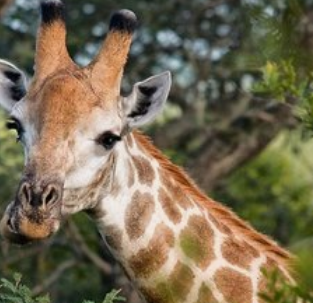 全球最矮的长颈鹿仅高3米,侏儒症是否会缩短它们的寿命?