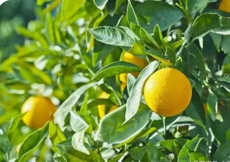 桔子主要生长在哪里?