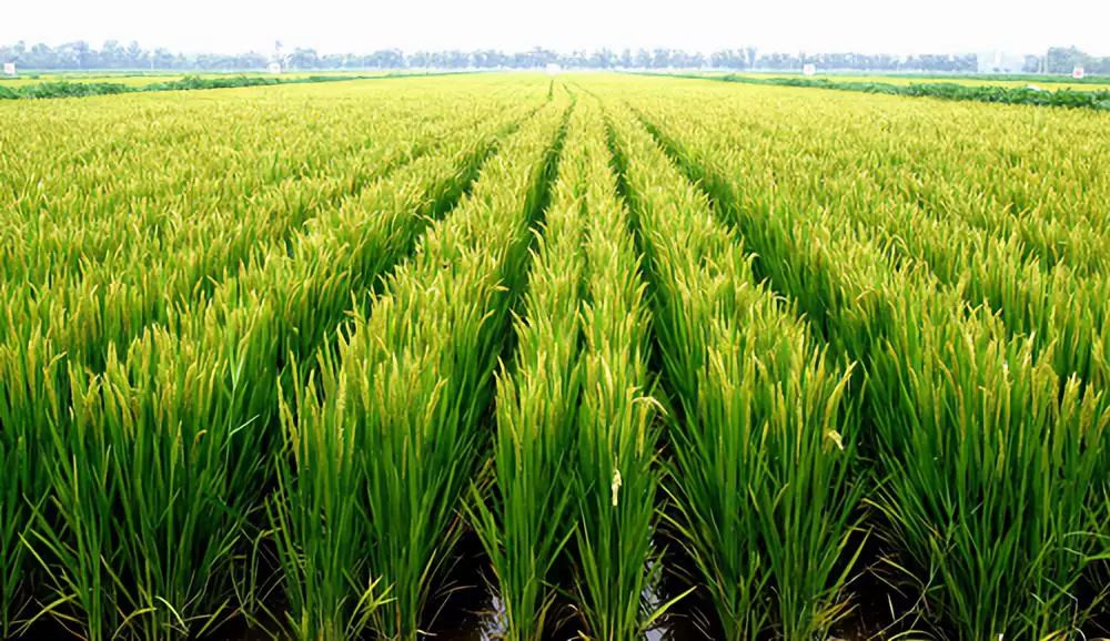 大暑的节气含义是什么?