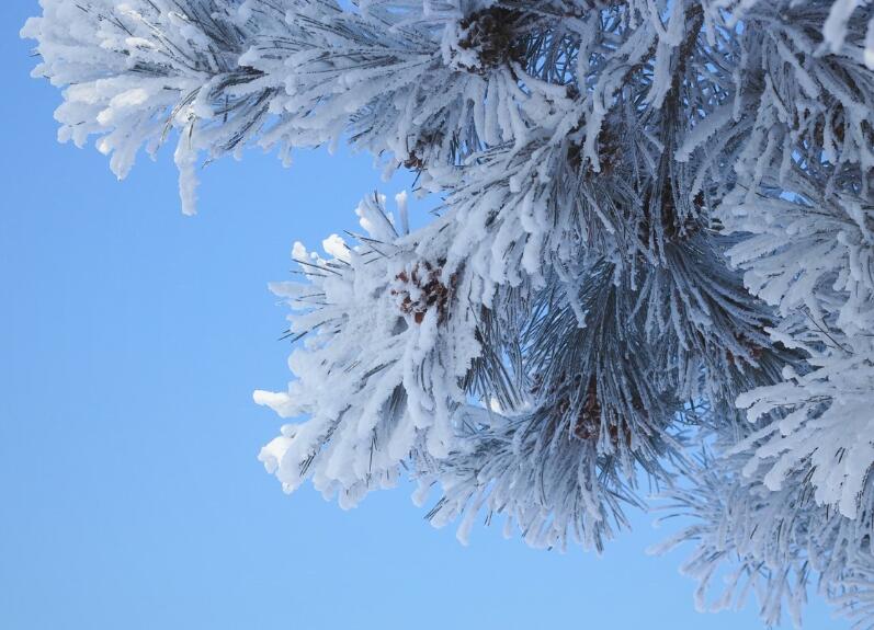 雾凇是怎么形成的,有什么特点?