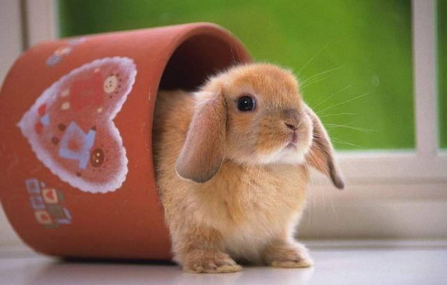 如何正确饲养宠物兔?