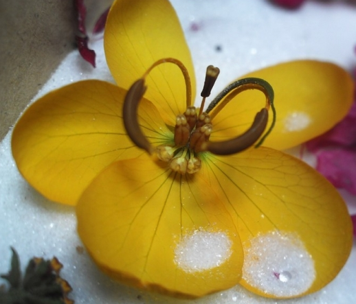 干花的制作方法