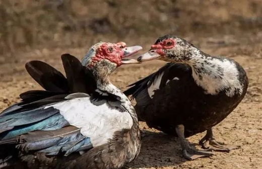 目前农村养殖什么赚钱