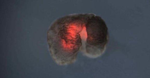 全球首个活体机器人实现自我繁衍,科学家是如何做到的?