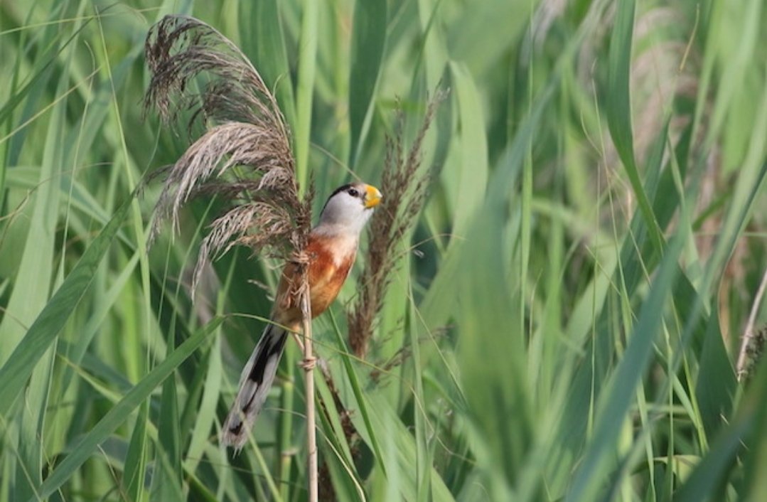 河北武强发现震旦鸦雀,它属于国家几级保护动物?