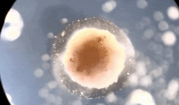 全球首个活体机器人实现自我繁衍,科学家是如何做到的?