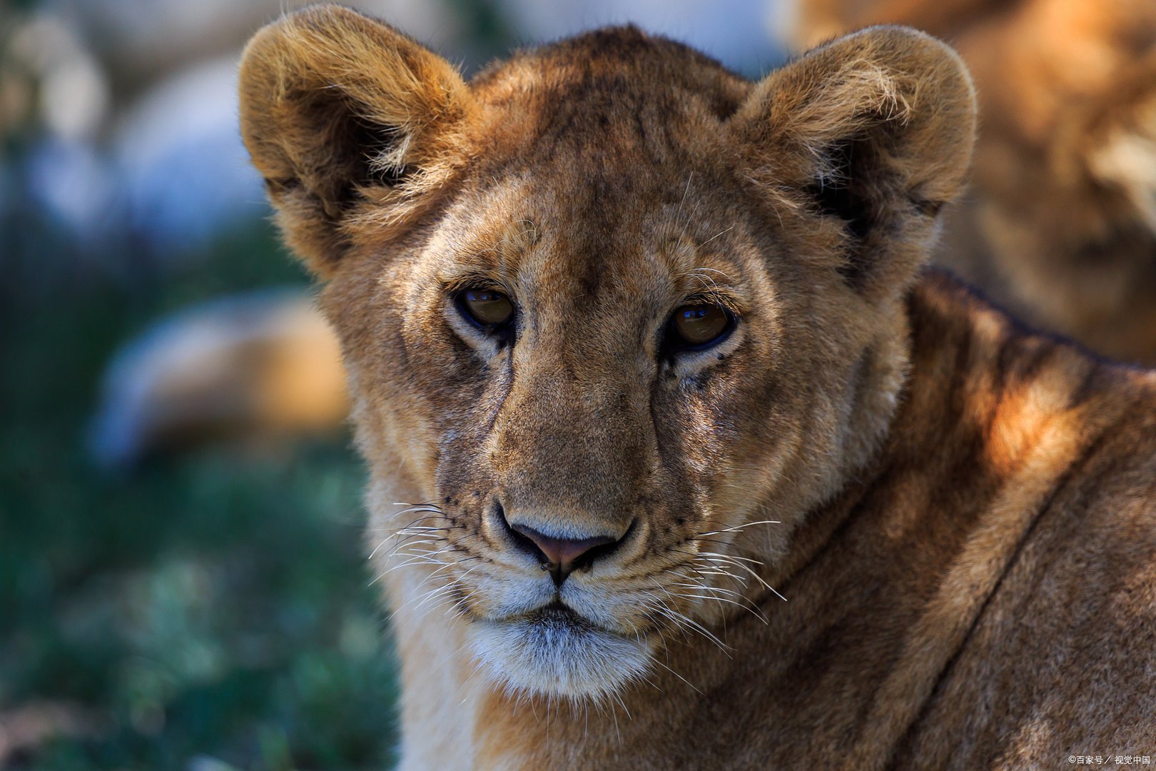 狮虎兽vs虎狮兽，两者究竟有哪些区别？