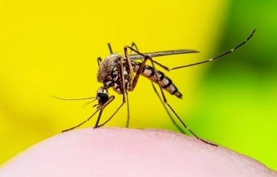 夏季白天出门活动，穿什么颜色的衣服更容易招蚊子？