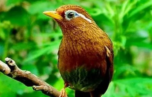 爱尔兰画眉的背景故事是什么？