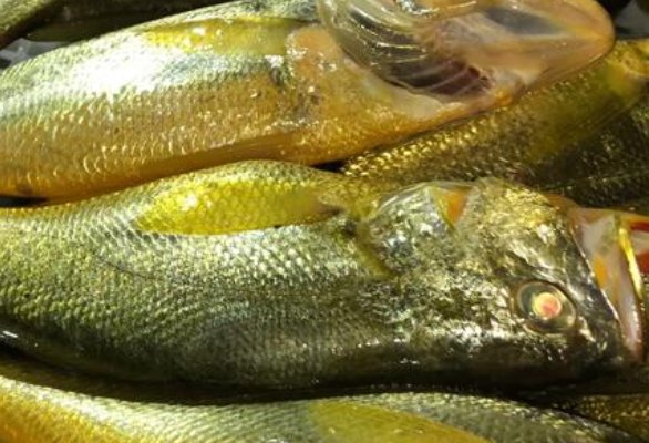 黄花鱼为什么那么贵?