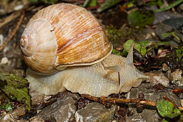 为什么蜗牛雨天向墙上爬最后死在墙上?