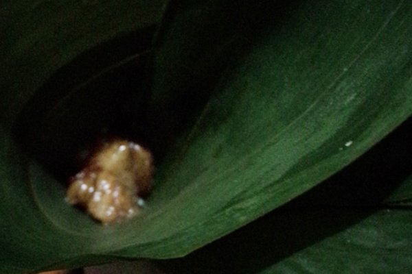 包粽子江米需要泡多长时间