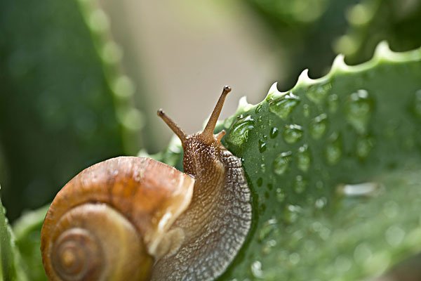 为什么蜗牛雨天向墙上爬最后死在墙上？