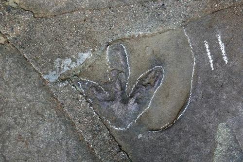 四川小男孩发现恐龙足迹,如何确定是真的恐龙足迹?